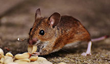 24 Hour & Emergency Exterminators in Bixby Knolls, CA